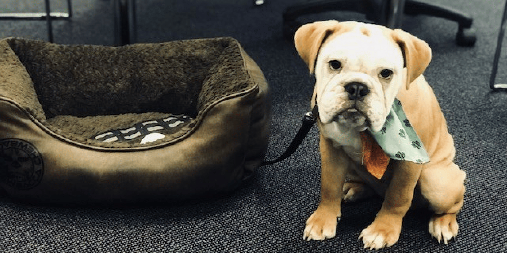 Dotty Brown take your dog to work day